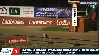 Greyhounds Finish In Numerical Order At Nowra [upl. by Fu558]