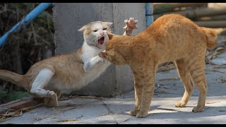 Funny Cats Fighting [upl. by Anevad]