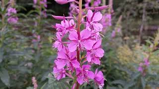 Rosebay Willowherb Exploring the Versatility and Beauty of this Wildflower [upl. by Bamberger506]