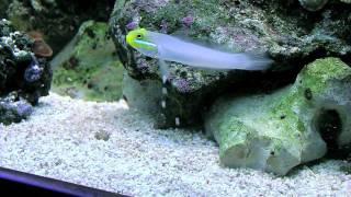 Sleeper gold head goby Valencienna strigata [upl. by Carlota]