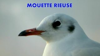 MOUETTE RIEUSE à Paris [upl. by Madea]