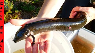 RARE YELLING GIANT SALAMANDER [upl. by Eleen]