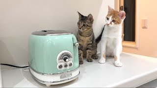 トースターから食パンが飛び出してきたときの子猫たちのリアクションが100点すぎましたw [upl. by Gati]