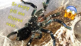 WATERING my TARANTULAS quotPart 3quot [upl. by Nilde303]