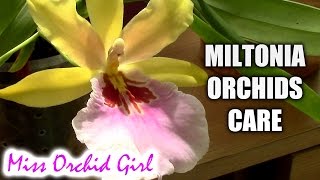 Orchid Care  Miltonia Orchids Basic Culture [upl. by Johppa]