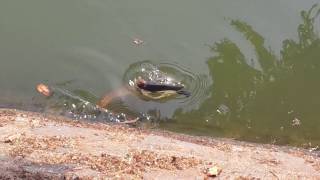 Sawantwadi Moti lake Fish Catch by snake [upl. by Godard]