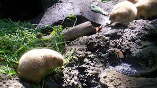 Ueno Zoological Gardens  Cynomys ≪ Prairie dog ≫  プレーリードッグ [upl. by Barthelemy828]