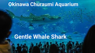 Majestic Giant Whale Shark at Churaumi Aquarium Okinawa [upl. by Cogswell348]