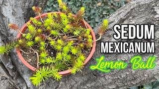 SEDUM MEXICANUM LEMON BALL 🍋  Cuidados [upl. by Aerdnod]