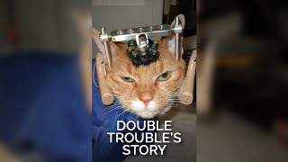 Double Trouble’s Story Is Why We Should Never Experiment on Cats [upl. by Theron619]