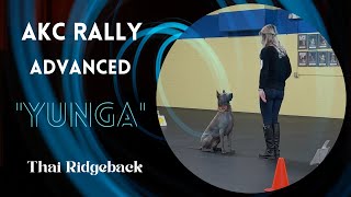 Thai Ridgeback Dog “Yunga”  Advanced Rally Trail Qualified [upl. by Gaby631]