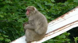 Japanese Macaque Infants Suckle ニホンザル母子と授乳 [upl. by Nnaylrebmik938]