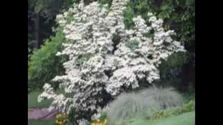 Kousa Dogwoods [upl. by Jedlicka]