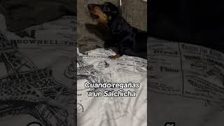 Cuando regañas a un salchicha dog teckel perro perrosalchicha pets shorts [upl. by Nyloj501]