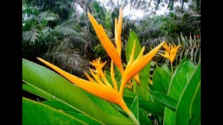 Tropical Heliconias [upl. by Stewart]