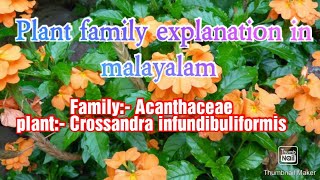 FAMILY ACANTHACEAE family explanation in Malayalam [upl. by Bevin254]