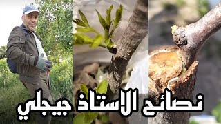 نصائح تطعيم مختلف الاشجار المثمرة مع الاستاذ المحترم جيجلي Greffage des arbres [upl. by Addiego]