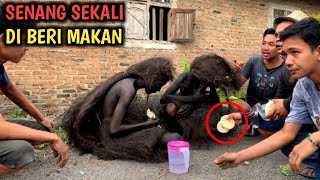 BIKIN GELENG‼️SUKU MANTE SANGAT BERTRIMA KASIH SAAT DI BERI MAKAN [upl. by Eddy76]