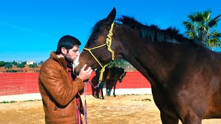 🐎 Pura Sangre Inglés  🏇 Hablemos de la raza caballo de carreras 🐴 [upl. by Malo]