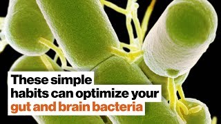 How to optimize your gut and brain bacteria  Dave Asprey  Big Think [upl. by Ettenel141]