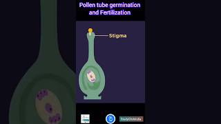 Pollen tube germination and Fertilization Quick Overview [upl. by Whitney]