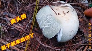 今年的野生菌是不是落潮（结束）啦？跑了整座山也没捡着多少 [upl. by Parrisch]