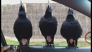 Serenaded by Australian Magpies [upl. by Golda104]