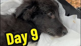 Day 9 of parvo treatment Parvo puppies Puppies with parvo Parvovirus treatment [upl. by Nitsirhc600]