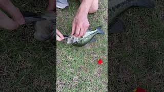 🎣Removing hook from fish mouth with minimal harm fishing Rescue shorts viral 🔥 [upl. by Jameson363]