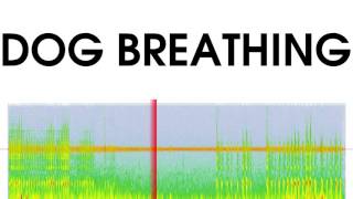 Dog Breathing Sound Effect [upl. by Agathe]