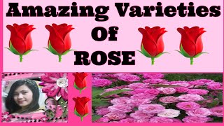 Amazing Varieties of Rose [upl. by Dhiren]