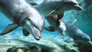 Relax Music  Nature and Dolphins  Natura e Delfini [upl. by Nosreme809]