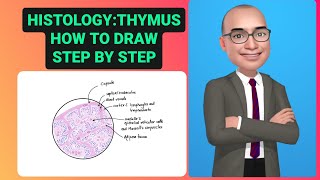 Thymus Histology [upl. by Dnalyr]