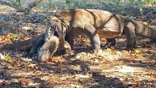 😱The big Komodo dragon ferociously preys on young Komodo dragons [upl. by Gnourt878]