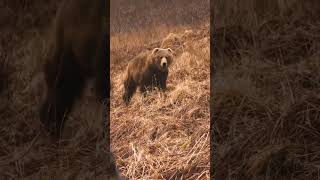 KODIAK Brown Bear BOWHUNT at 12 YARDS [upl. by Hajar]