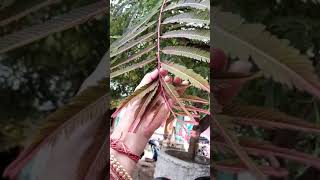 Jay shree krishnavastuplantAmla plantgardeningyoutubeshorts [upl. by Annaig526]