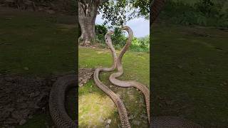 All animals offer love snakes africa wildlife [upl. by Dacie]