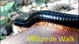 How millipedes move [upl. by Hedveh85]