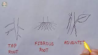 How to Draw Types of Root  Tap root Fibrous root Adventitious root Diagram  Biology Diagram [upl. by Grantham]