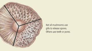 Anatomy of a Mushroom [upl. by Arutak608]