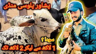 Maweshi Mandi Palosi Peshawar Soday And Bargaining Bakra Eid 2024 cow mandi pakistan [upl. by Wixted]