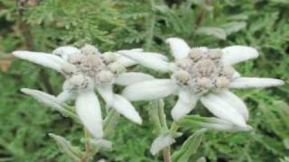 Gardening Tips  Growing Edelweiss Flowers [upl. by Orgalim]