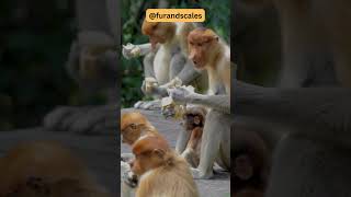 Proboscis Monkeys Unique Traits and Conservation [upl. by Sylvanus751]