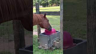 Check out this brilliant horse behavior Do young horses learn from older horses [upl. by Benisch943]