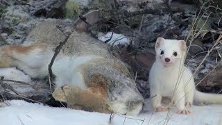 Cute But Deadly Weasel  Animal Attacks  Love Nature [upl. by Rodriguez]