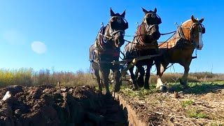 Farming the Simple Way  Three Horses Plowing a Corn Field [upl. by Enelyam]