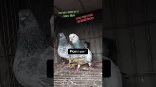 soponofficial pigeon কবুতরআমারখুবশখের কবুতরেরস্যালাইনখাওয়ানোরনিয়ম [upl. by Dadivitan]