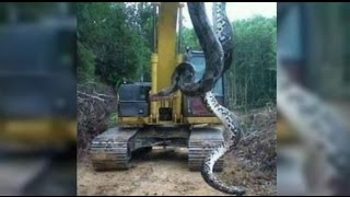 Anaconda  Giant snake found in Brazil  Cobra de 10 metros encontrada no Pará [upl. by Quin]