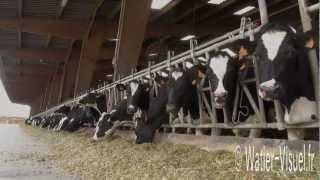 Vaches laitières Prim Holstein nourries avec de lensilage de maïs [upl. by Ardiek308]