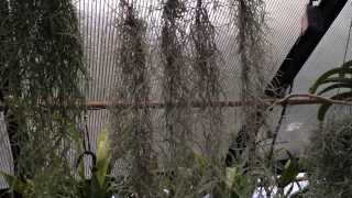 Air Plant Care Must Know Spanish Moss Care and Culture Tips for Tillandsia usneoides [upl. by Aicener311]